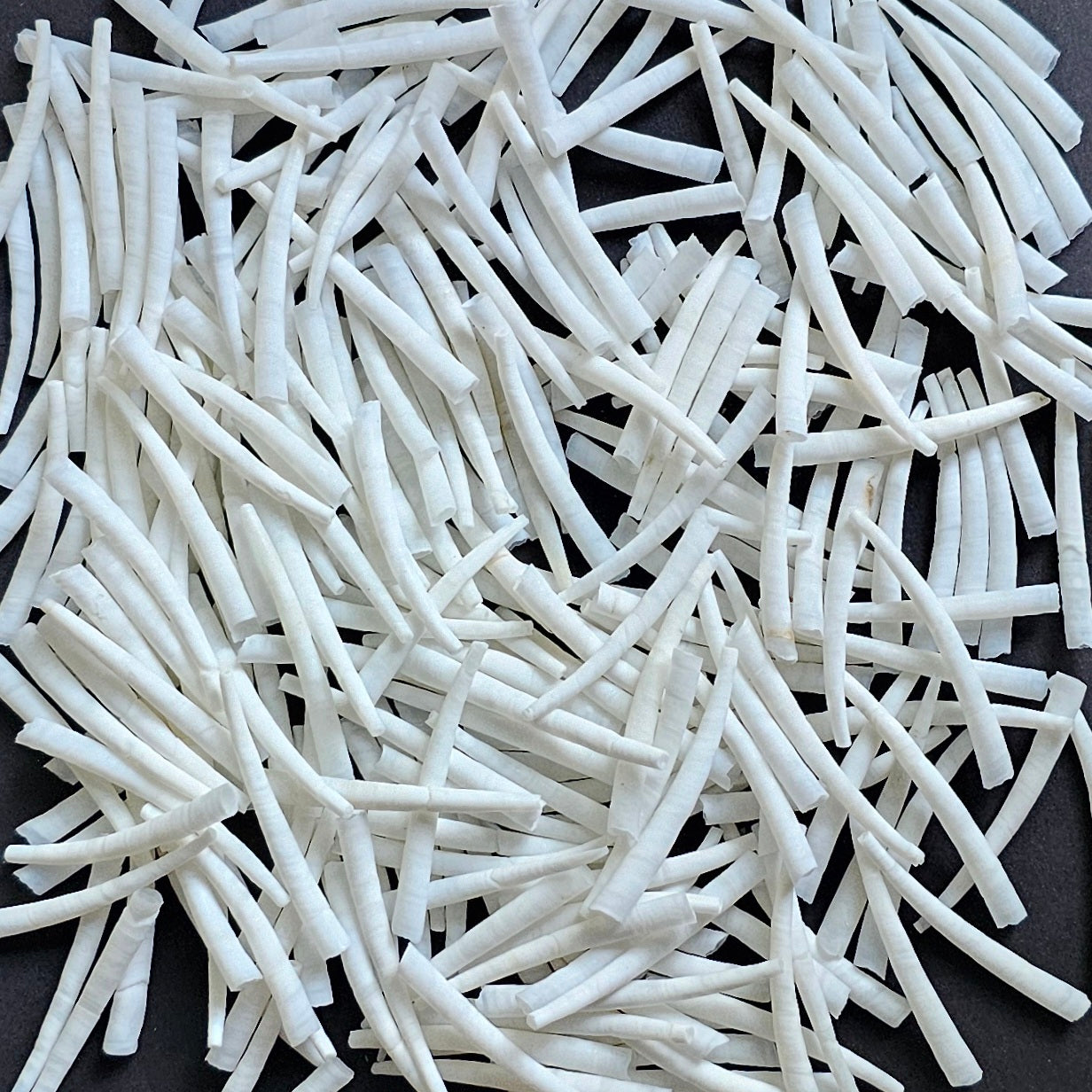 1.75-2" Smooth Dentalium Shells - 250 grams