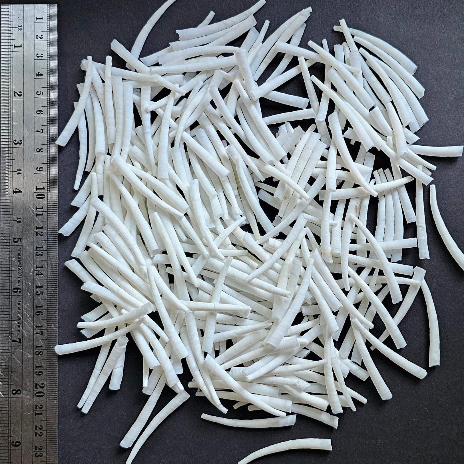 1.75-2" Smooth Dentalium Shells - 250 grams
