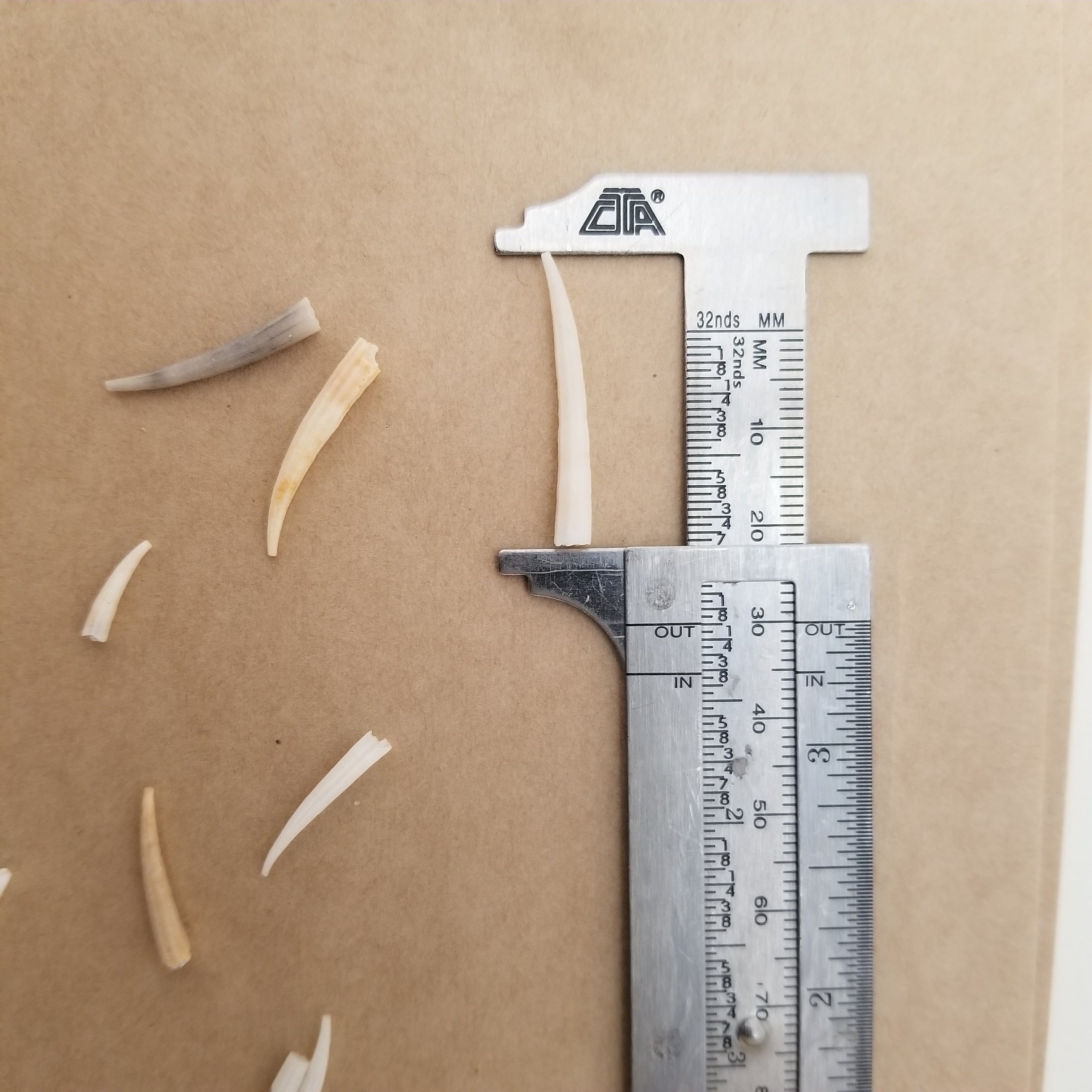 1 ounce of EXTRA PETITE ridged dentalium shells