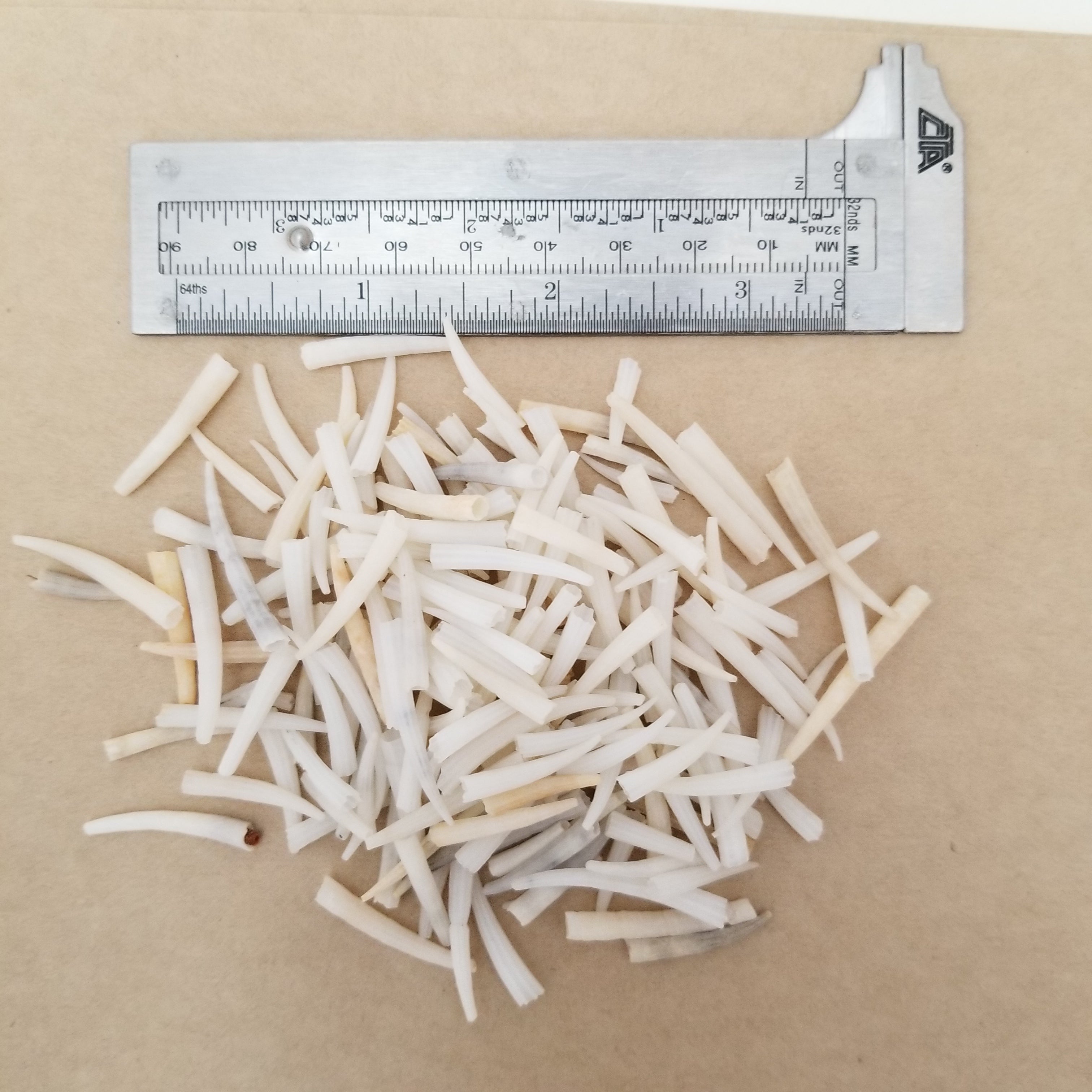 1 ounce of EXTRA PETITE ridged dentalium shells