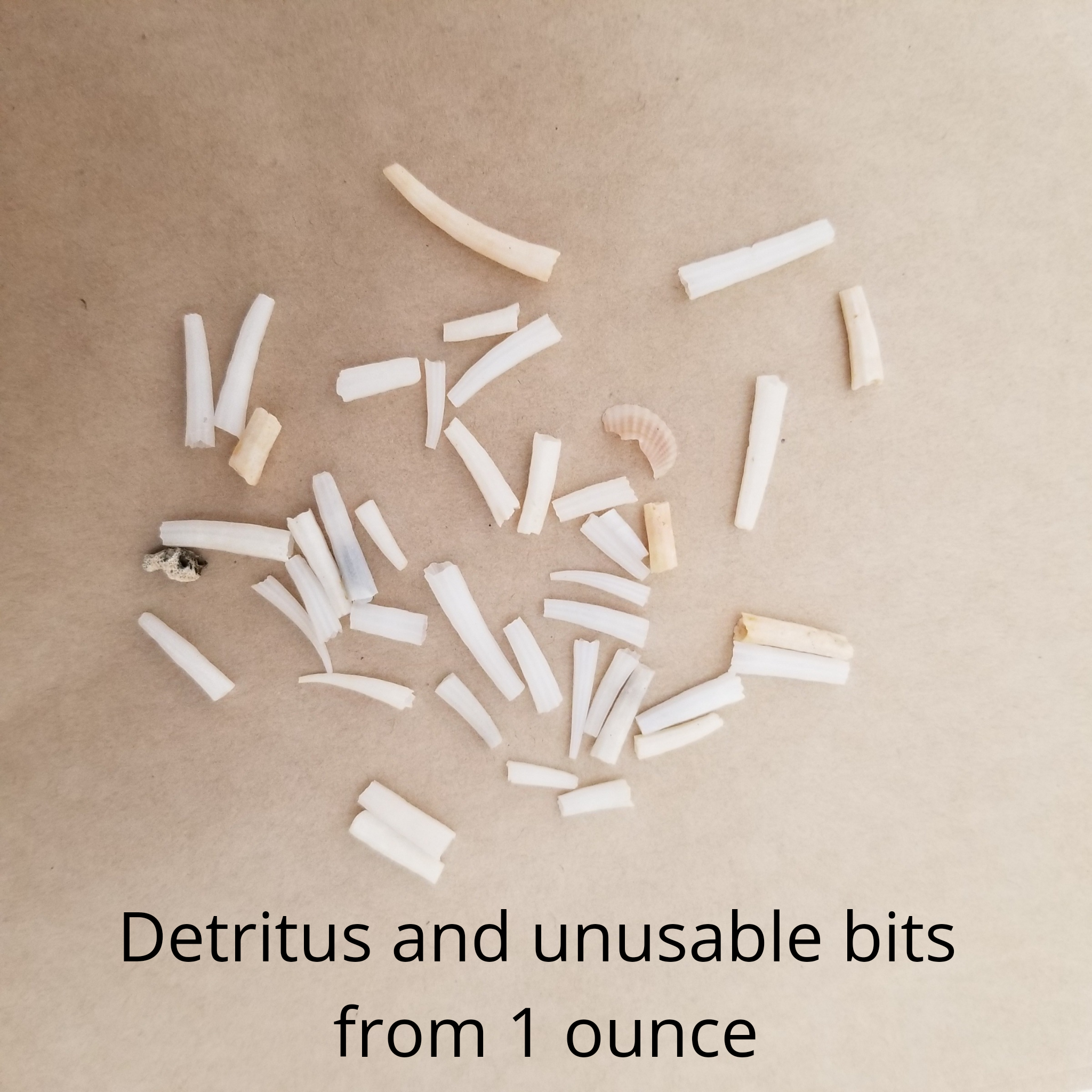 1 ounce of EXTRA PETITE ridged dentalium shells