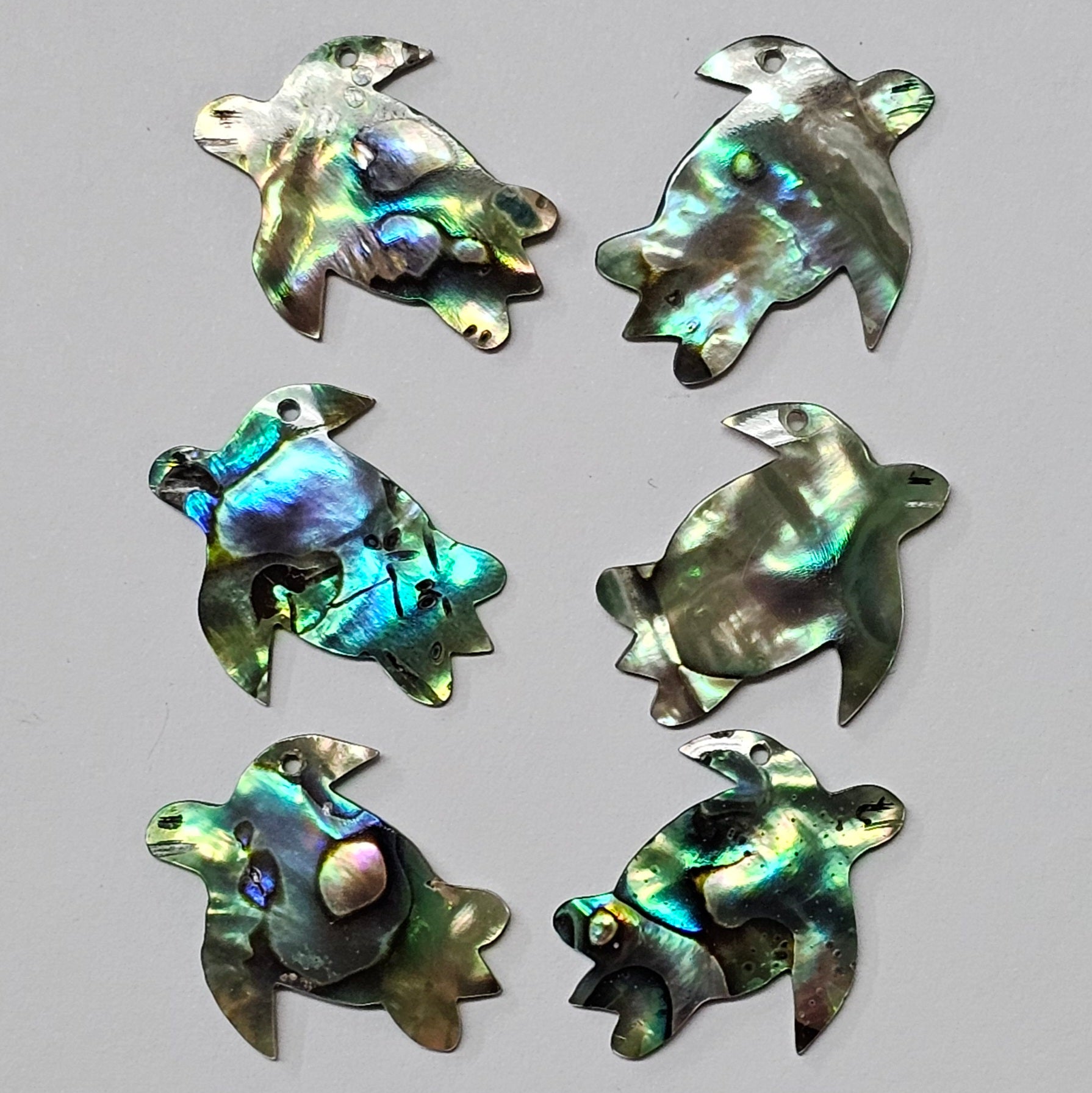 Paua Turtle 1"