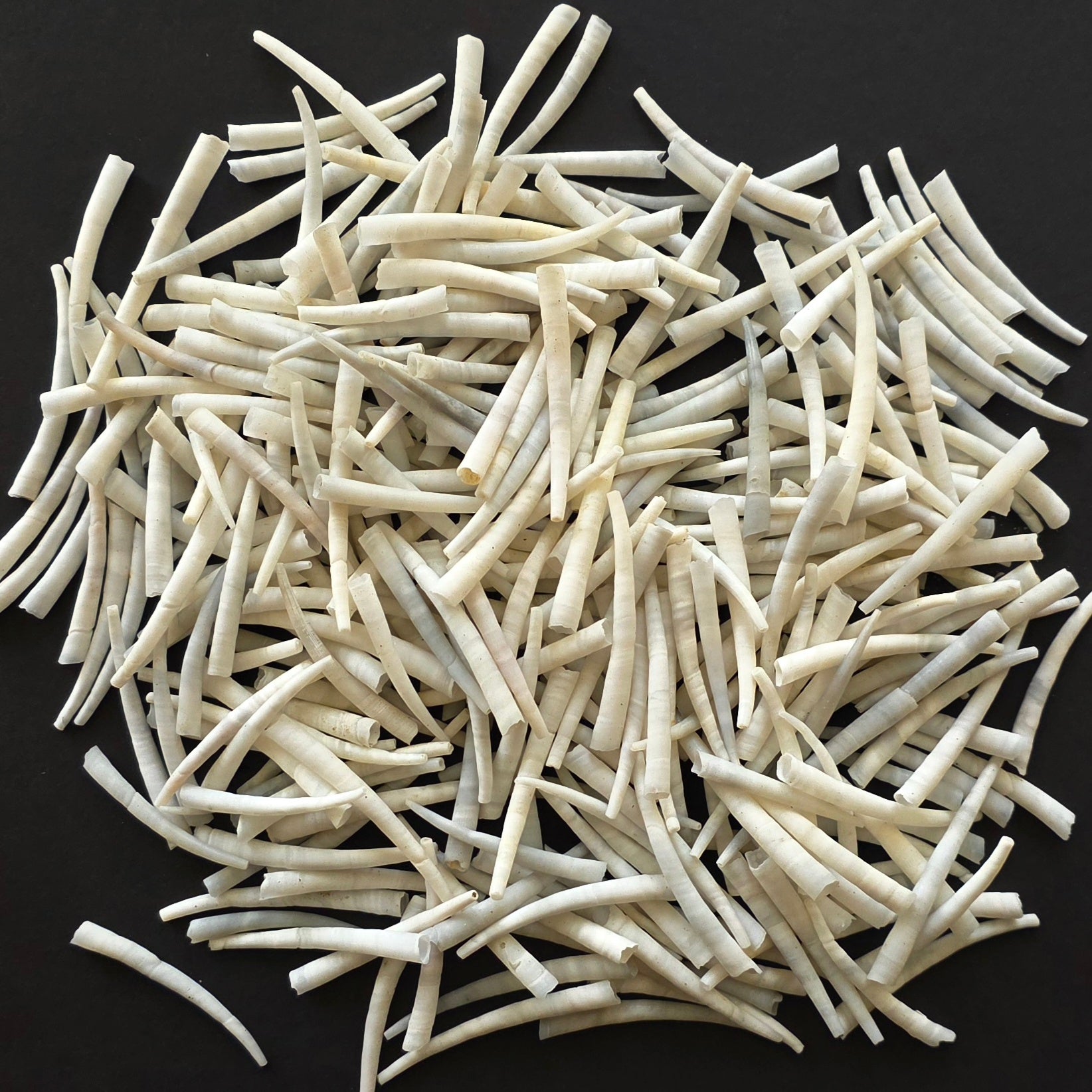 1.5-2 Inch - Smooth Grey Dentalium Shells - 250 grams