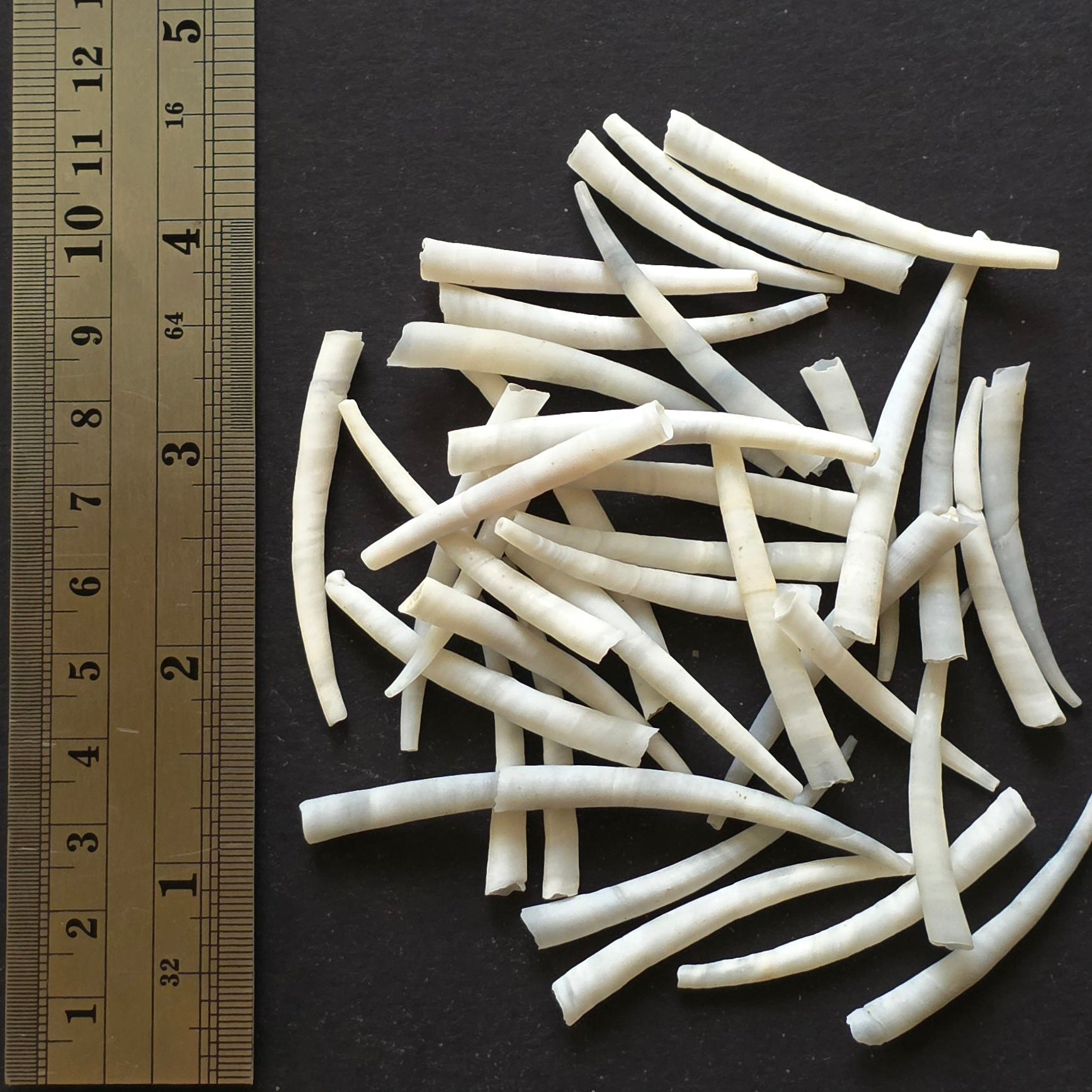 1.5-2 Inch - Smooth Grey Dentalium Shells - 1 ounce