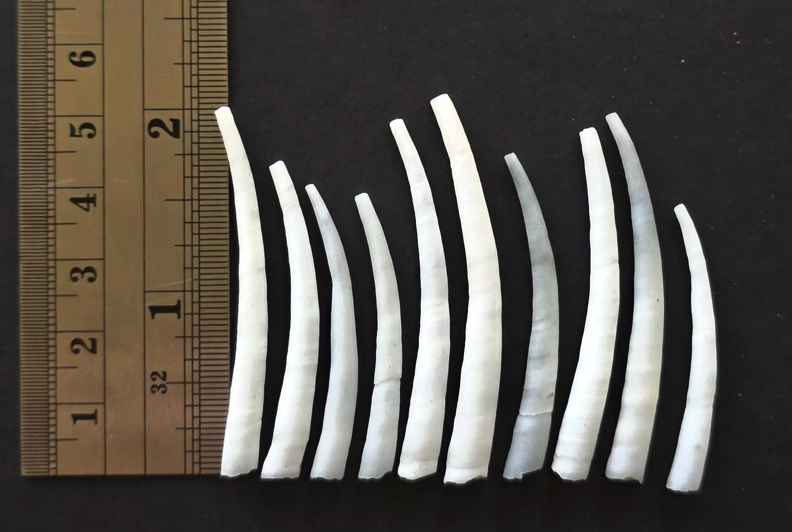 1.5-2 Inch - Smooth Grey Dentalium Shells - 1 ounce