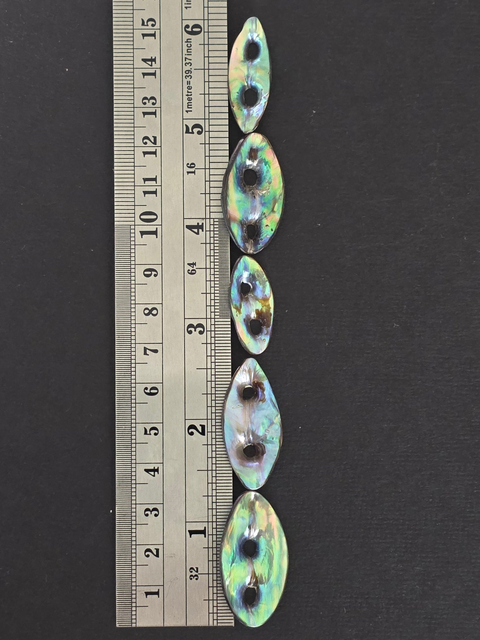 1 Piece - Abalone with Natural Holes - Small