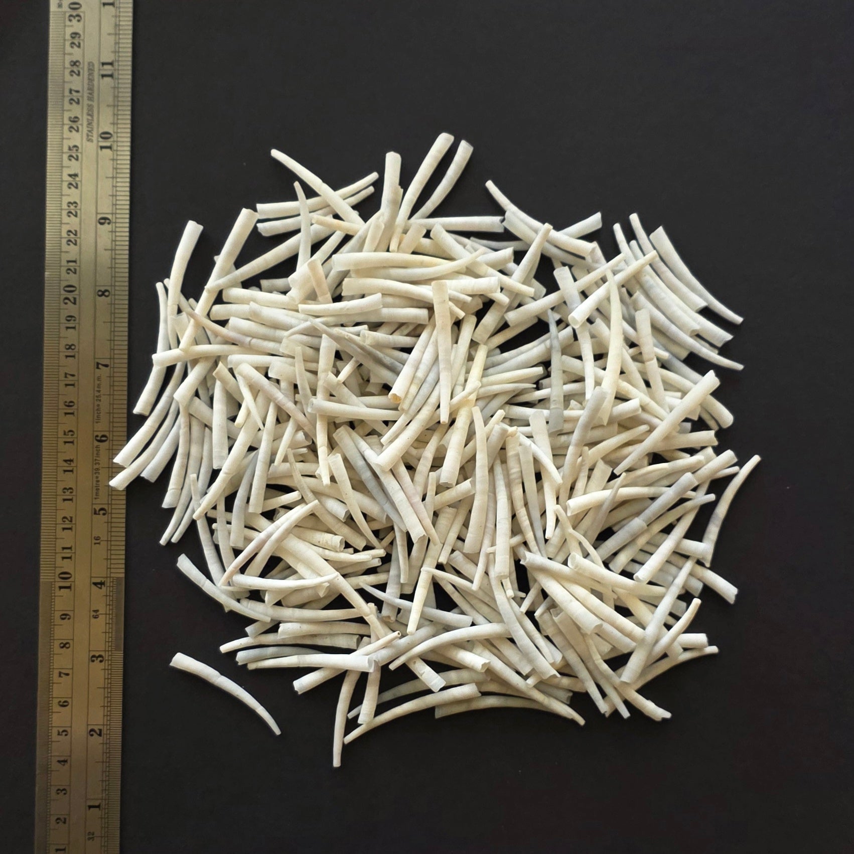 1.5-2 Inch - Smooth Grey Dentalium Shells - 250 grams