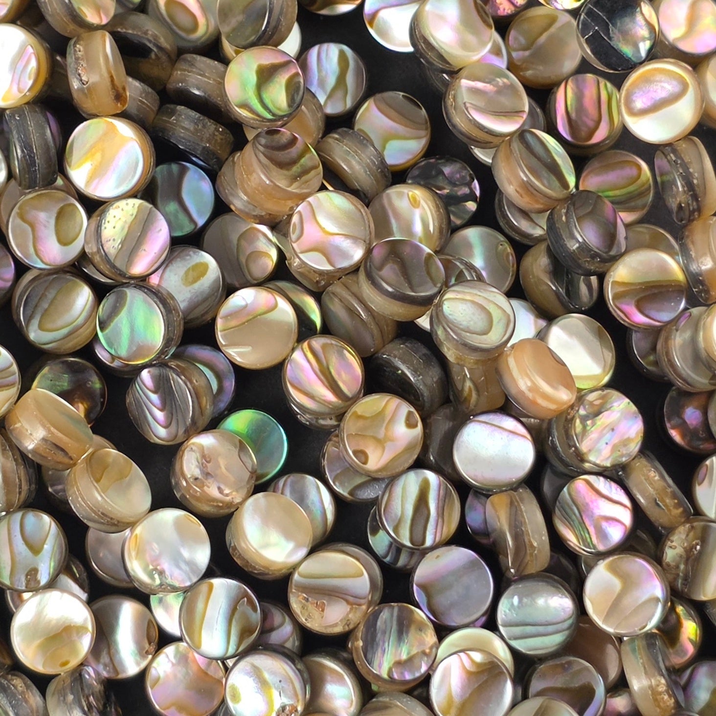 6mm - Abalone - Coin - North American